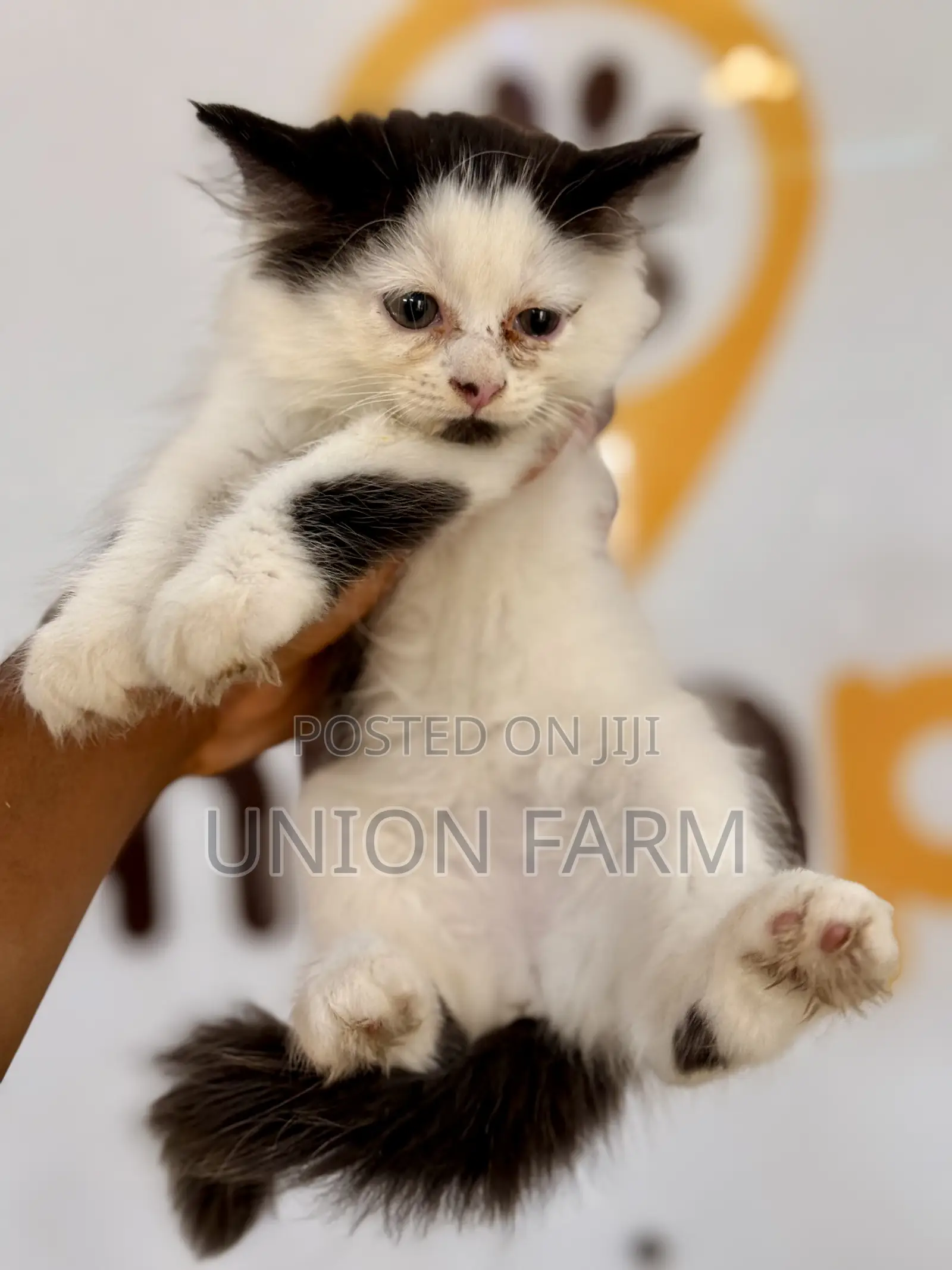 1-3 months Female Purebred Persian