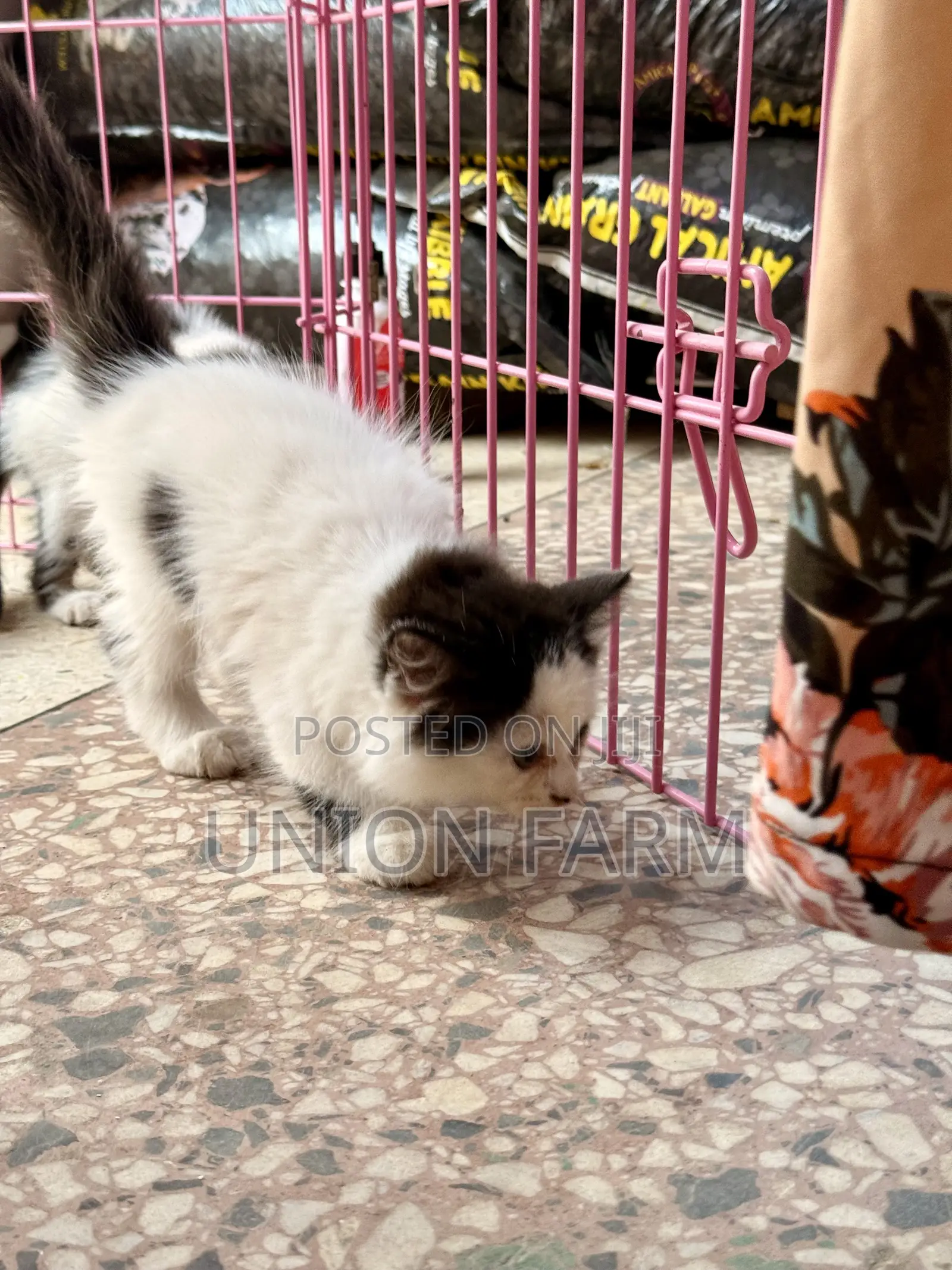 1-3 months Female Purebred Persian