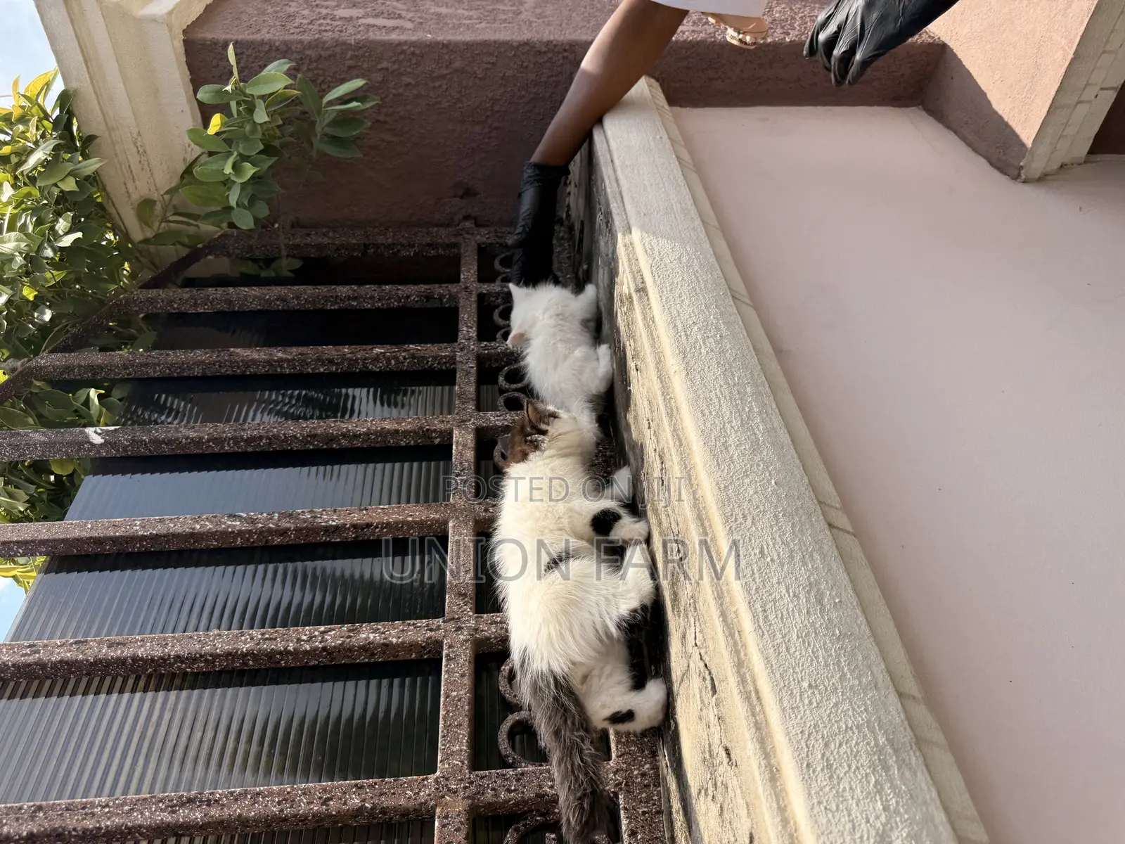 1-3 months Female Purebred Persian