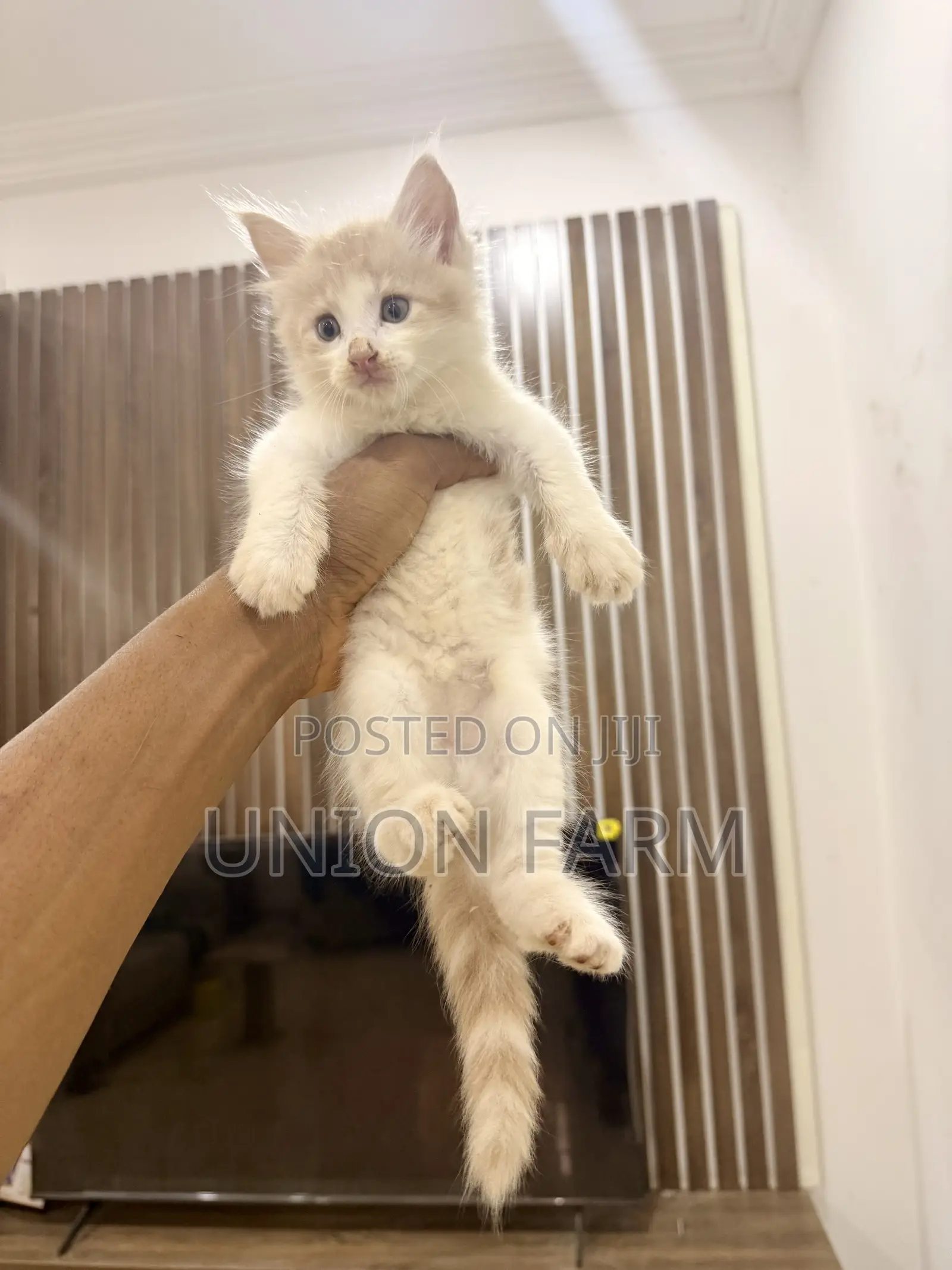 0-1 month Male Purebred Maine Coon
