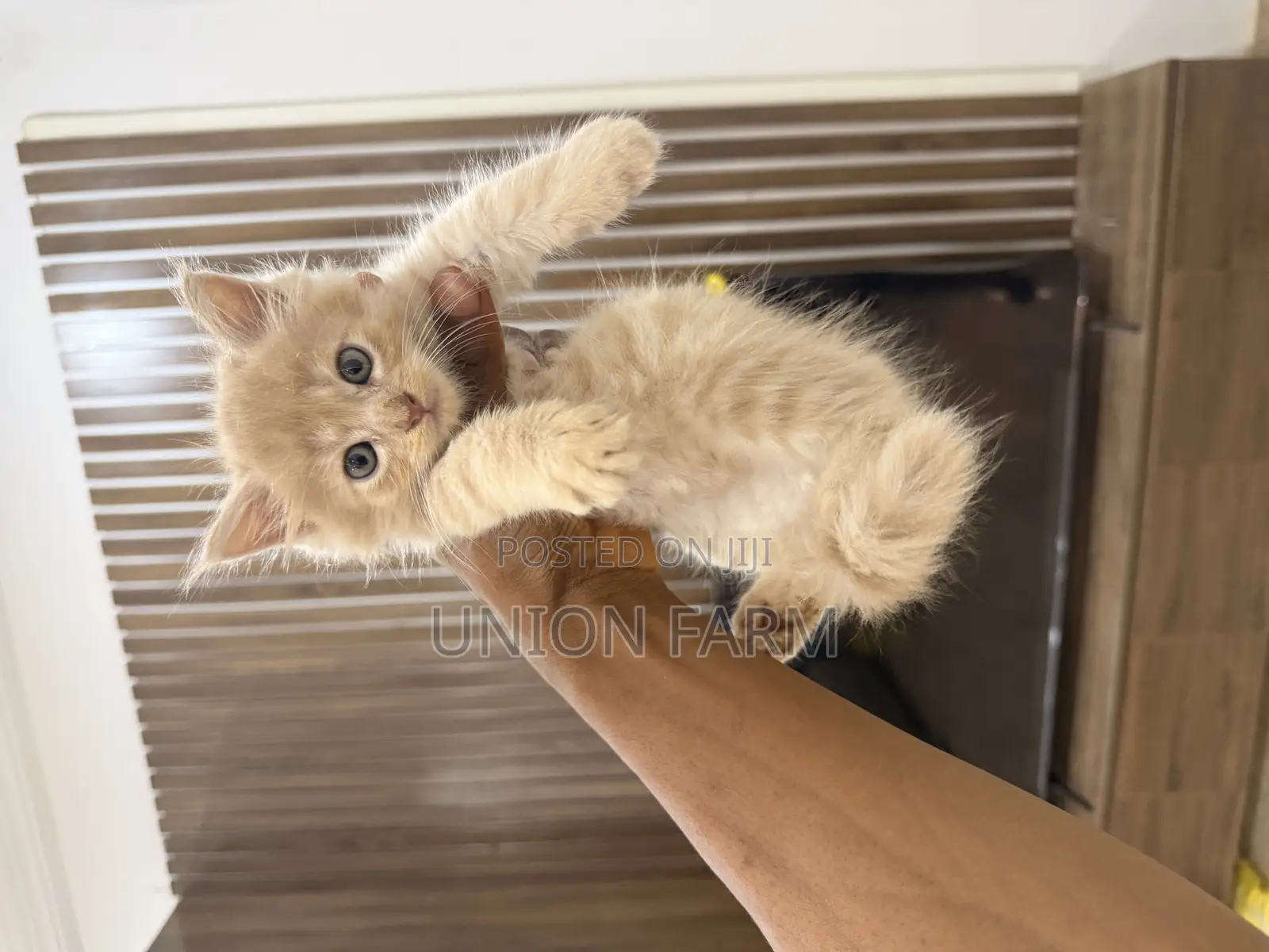 0-1 month Male Purebred Maine Coon