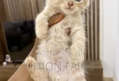 0-1 month Male Purebred Maine Coon