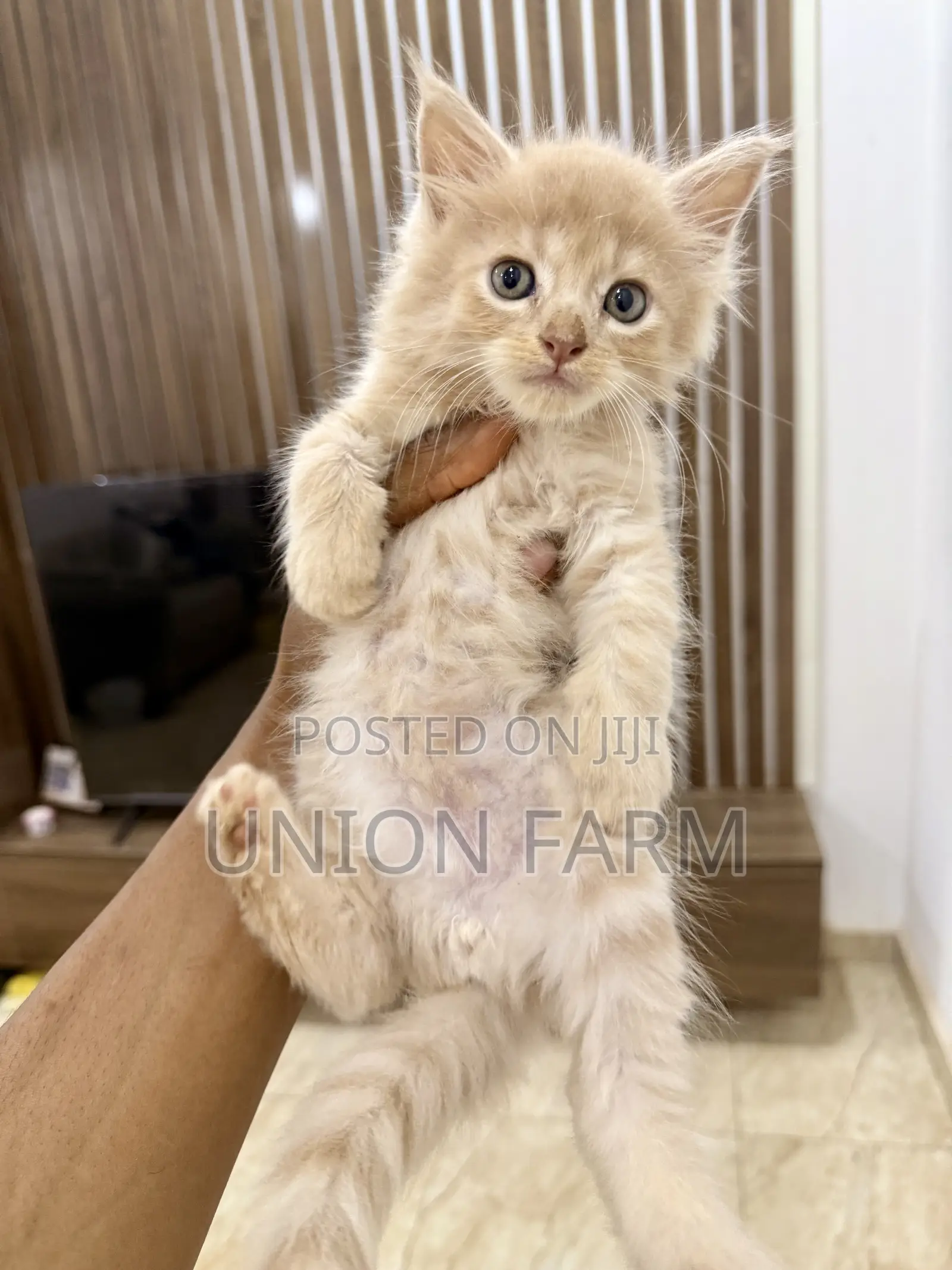 0-1 month Male Purebred Maine Coon