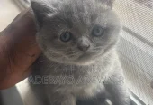 1-3 months Male Purebred British Shorthair