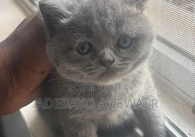 174317612_ODEwLTEwODAtOGI2MjM0YmMxMg