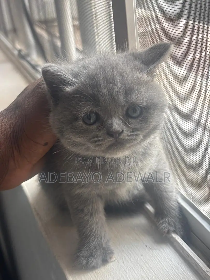 1-3 months Male Purebred British Shorthair