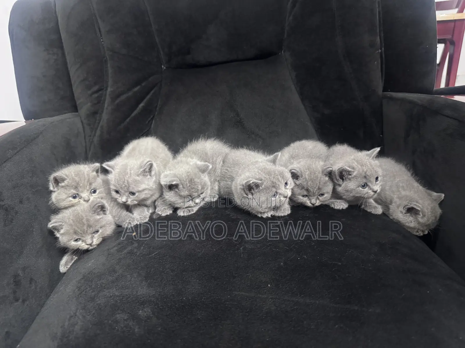 1-3 months Male Purebred British Shorthair