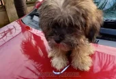 3-6 months Male Purebred Lhasa Apso