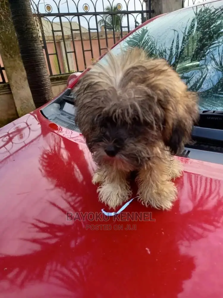 3-6 months Male Purebred Lhasa Apso
