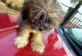 3-6 months Male Purebred Lhasa Apso