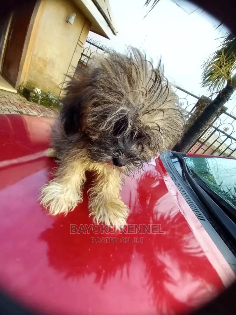 3-6 months Male Purebred Lhasa Apso