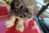 3-6 months Male Purebred Lhasa Apso