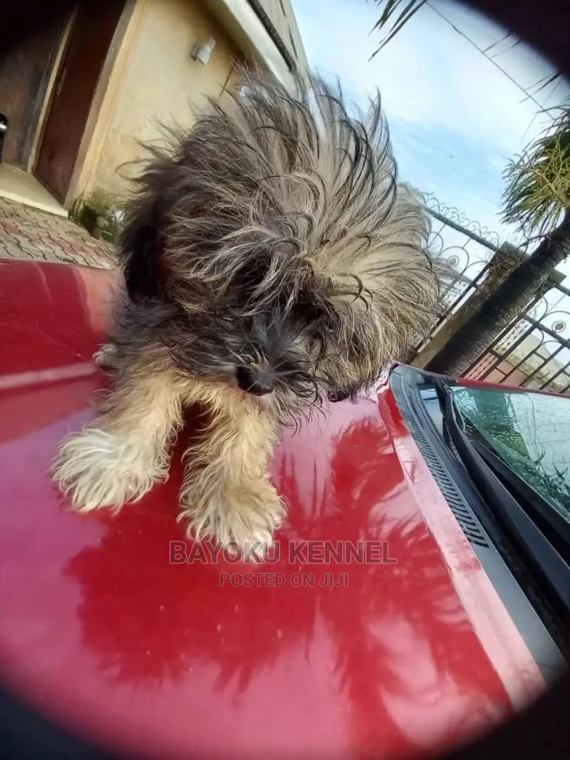 3-6 months Male Purebred Lhasa Apso
