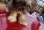 3-6 months Male Purebred Lhasa Apso