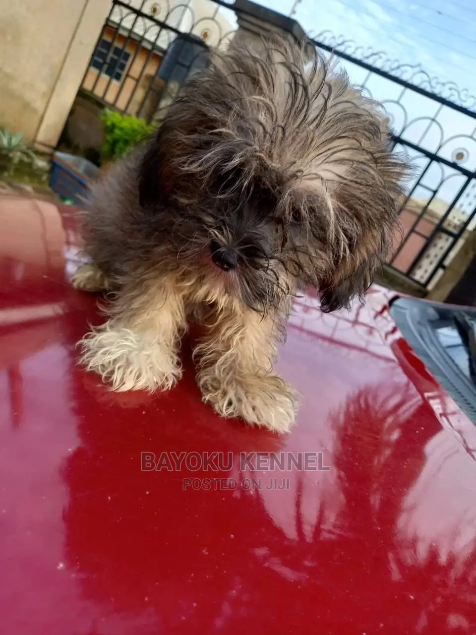 3-6 months Male Purebred Lhasa Apso