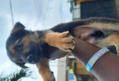 1-3 months Female Purebred German Shepherd