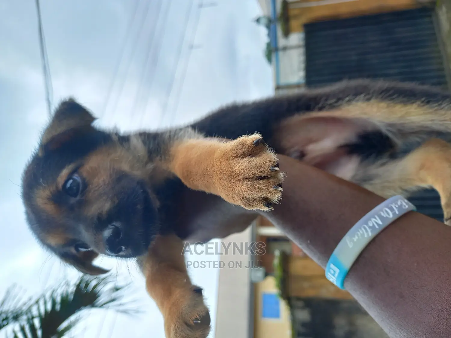 1-3 months Female Purebred German Shepherd