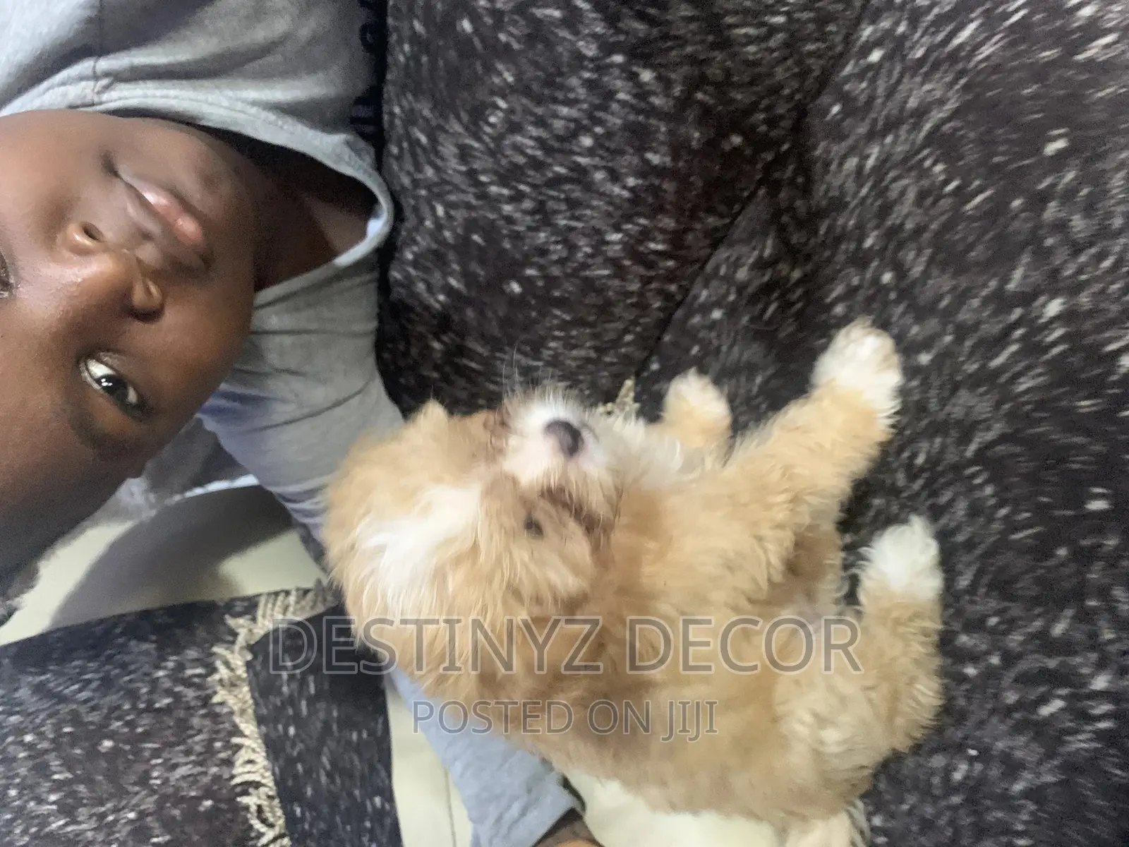 1-3 months Male Purebred Lhasa Apso