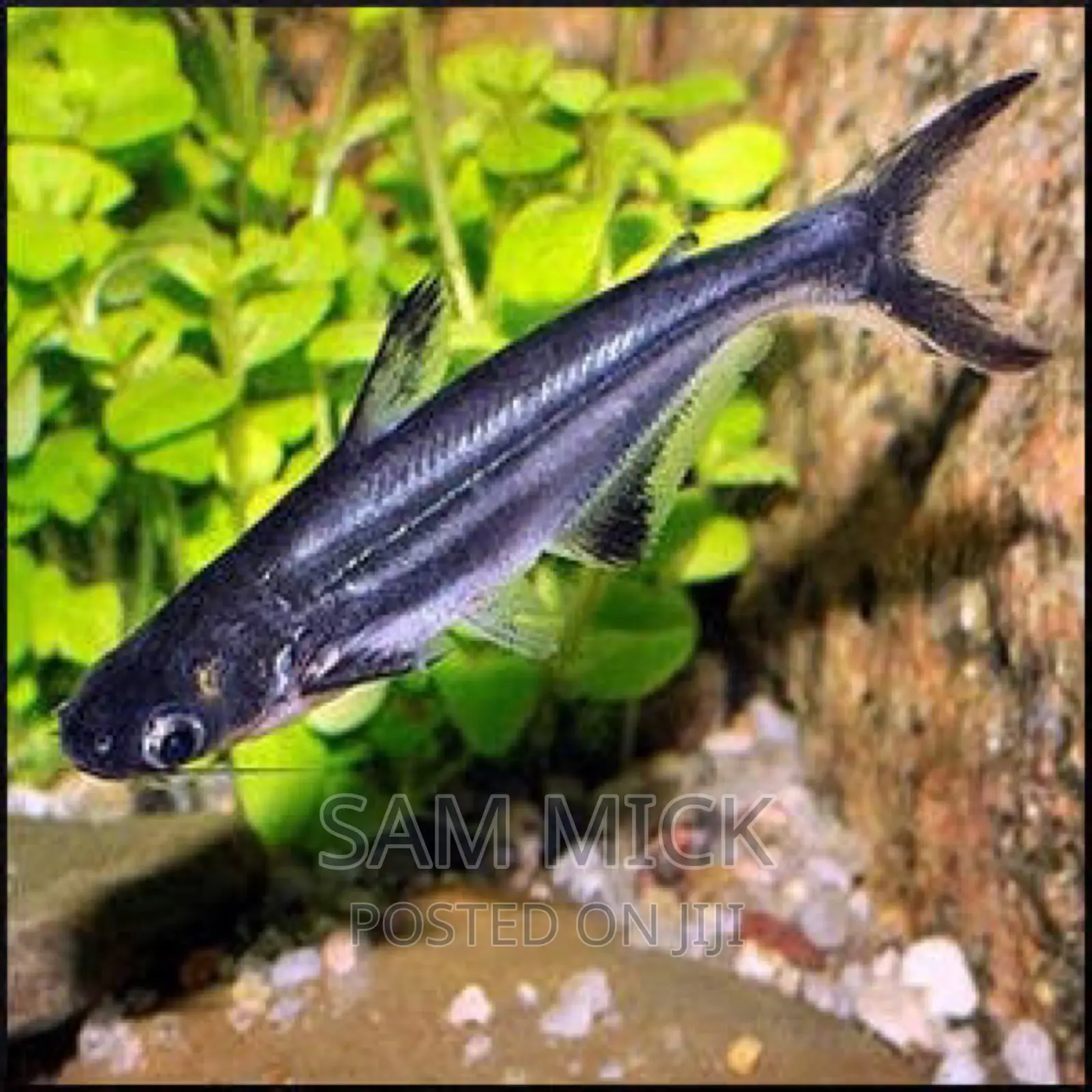 Pangasius Shark- Peaceful Aquarium Fish