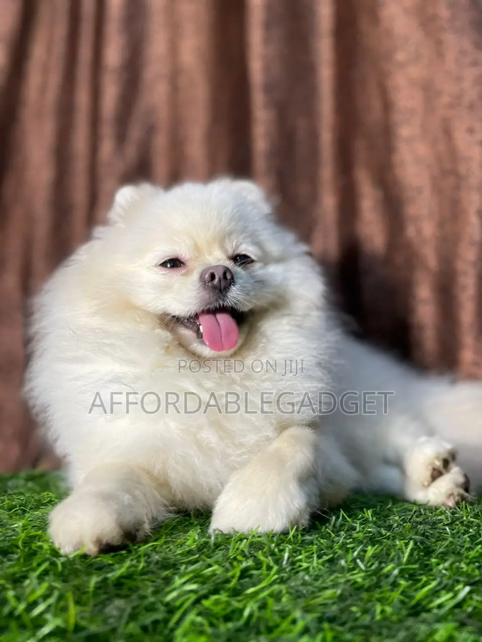 1+ year Male Purebred Pomeranian