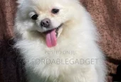 1+ year Male Purebred Pomeranian