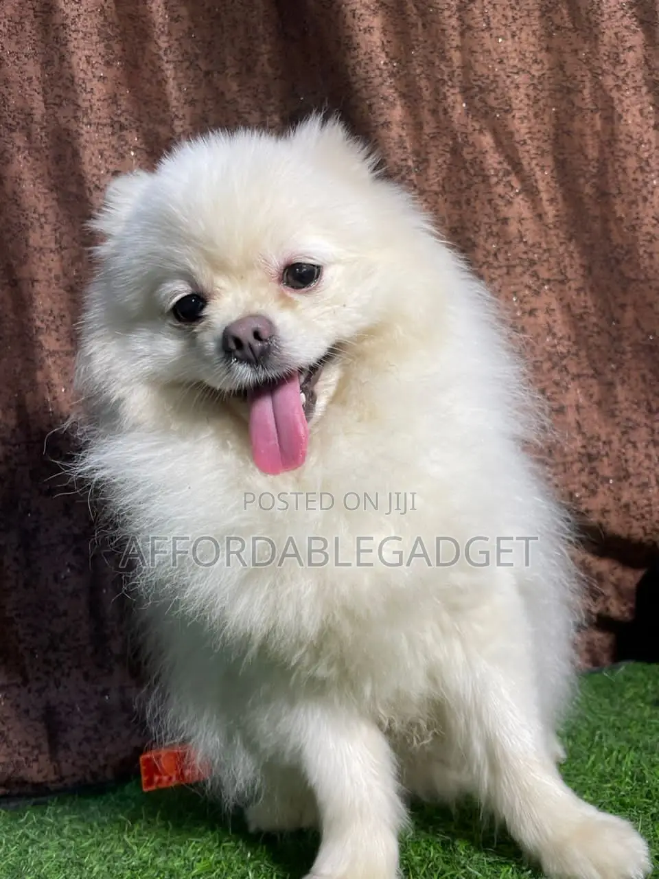 1+ year Male Purebred Pomeranian