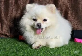 1+ year Male Purebred Pomeranian