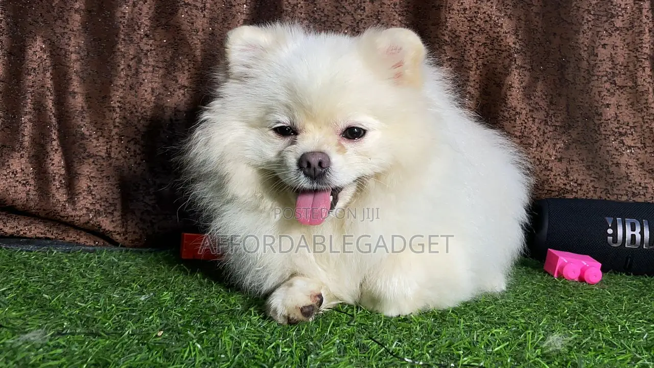 1+ year Male Purebred Pomeranian