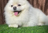 1+ year Male Purebred Pomeranian