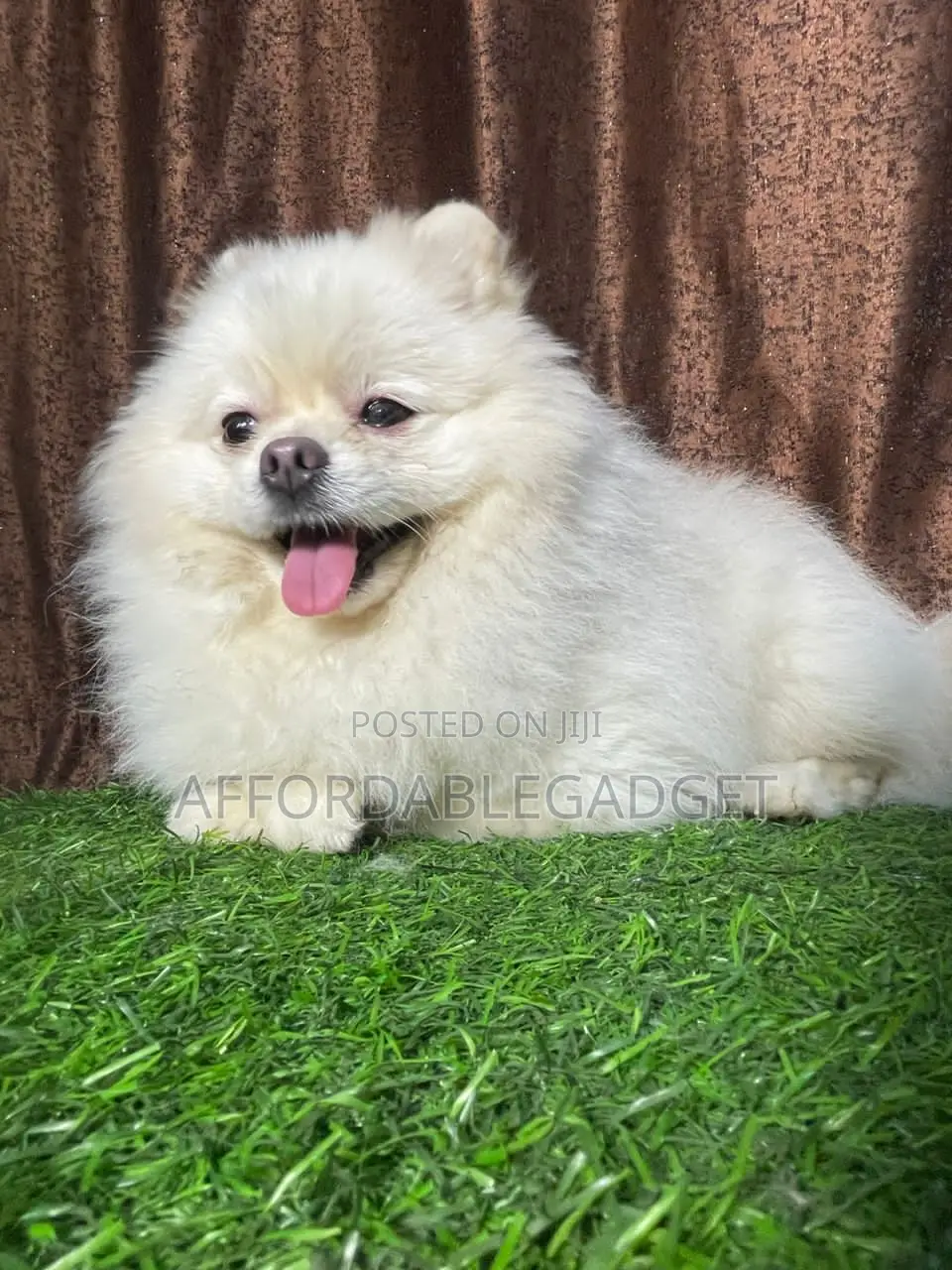 1+ year Male Purebred Pomeranian