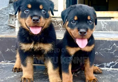 144921939_MTA3OC0xMDgwLTUwMDk3NmMyNzk