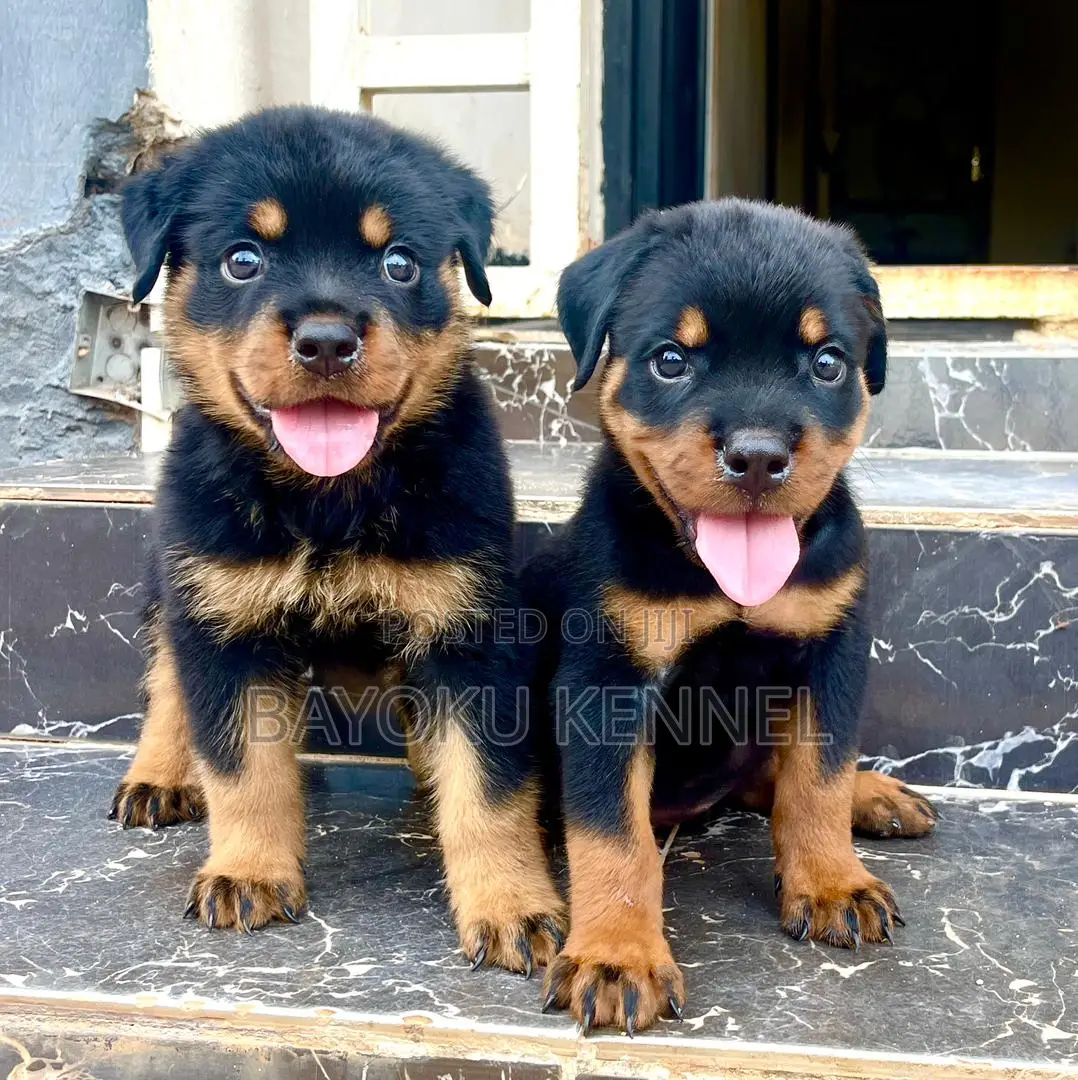 1-3 months Male Purebred Rottweiler