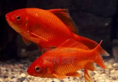 157413249_NjAwLTYwMC0yNjllMDZlODQw