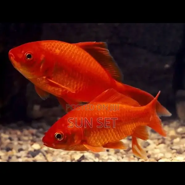 1 Inch Aquarium/Fishbowl Kit Goldfish