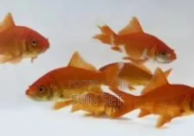 157721283_NjAwLTYwMC0xMTc4MzNlMTgy