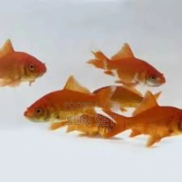 1.1 Inches Goldfish for Fishbowl/Aquarium