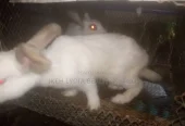 Giant Rabbits