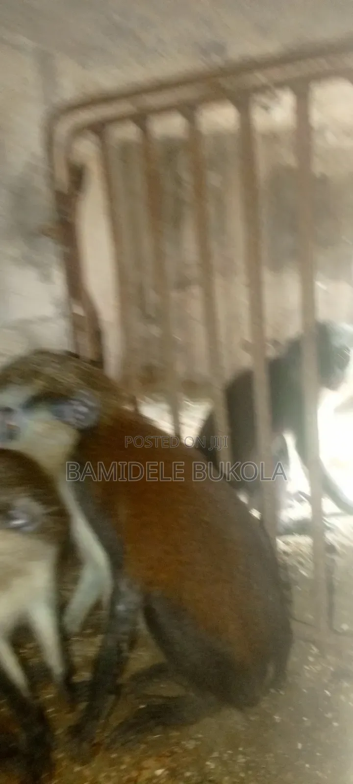 Monkeys Available Fo-R Sale