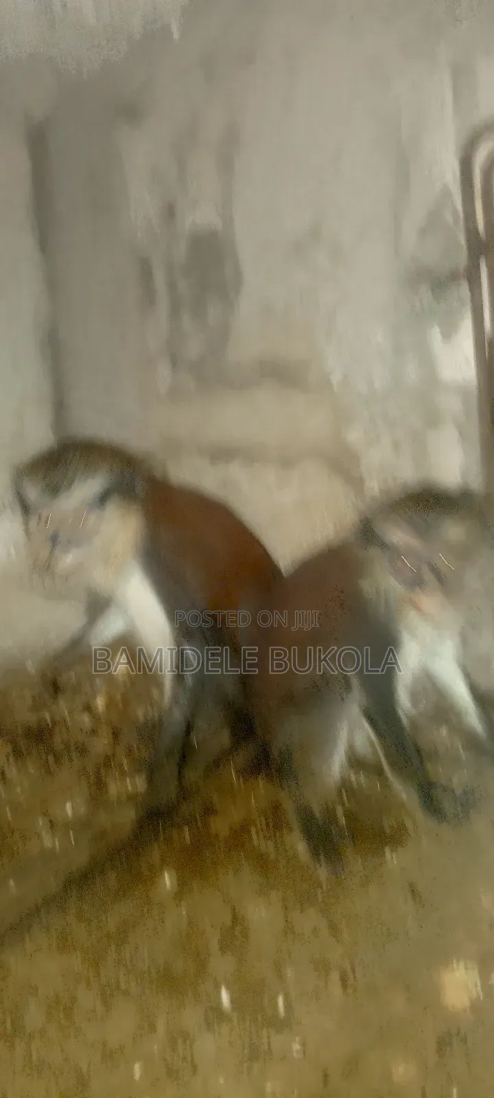 Monkeys Available Fo-R Sale