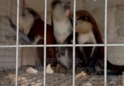 163022301_NzIwLTE2MDAtZWM5OTlmNWQyMg