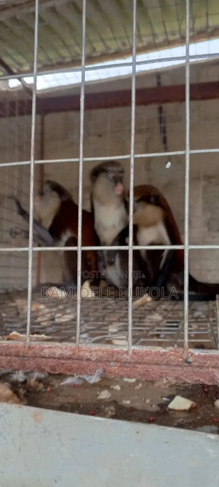 Monkeys Available Fo-R Sale