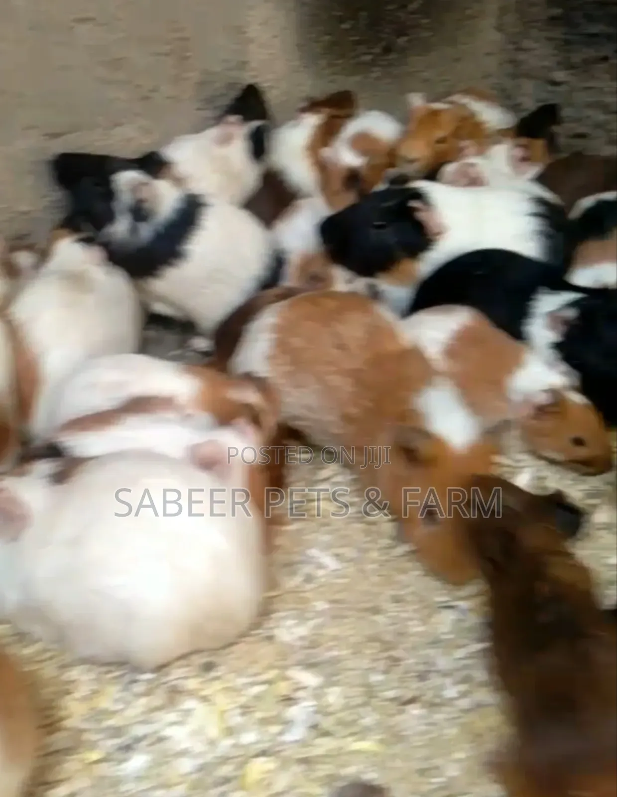 Beautiful Full Adult Guinea Pigs for Sale