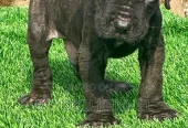 1-3 months Male Purebred Cane Corso