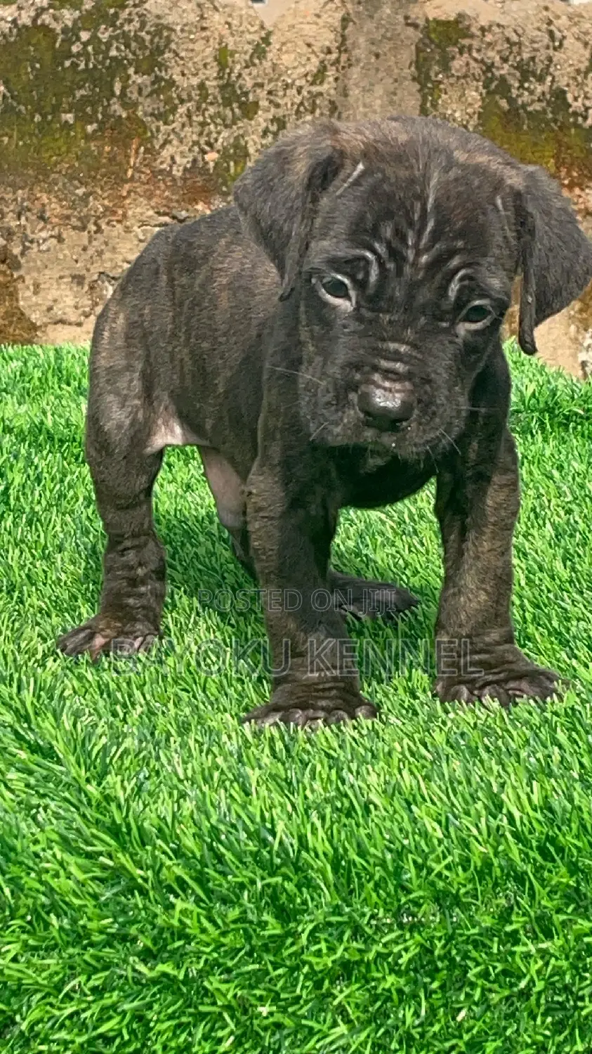 1-3 months Male Purebred Cane Corso