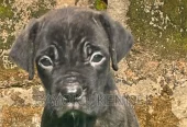 1-3 months Male Purebred Cane Corso