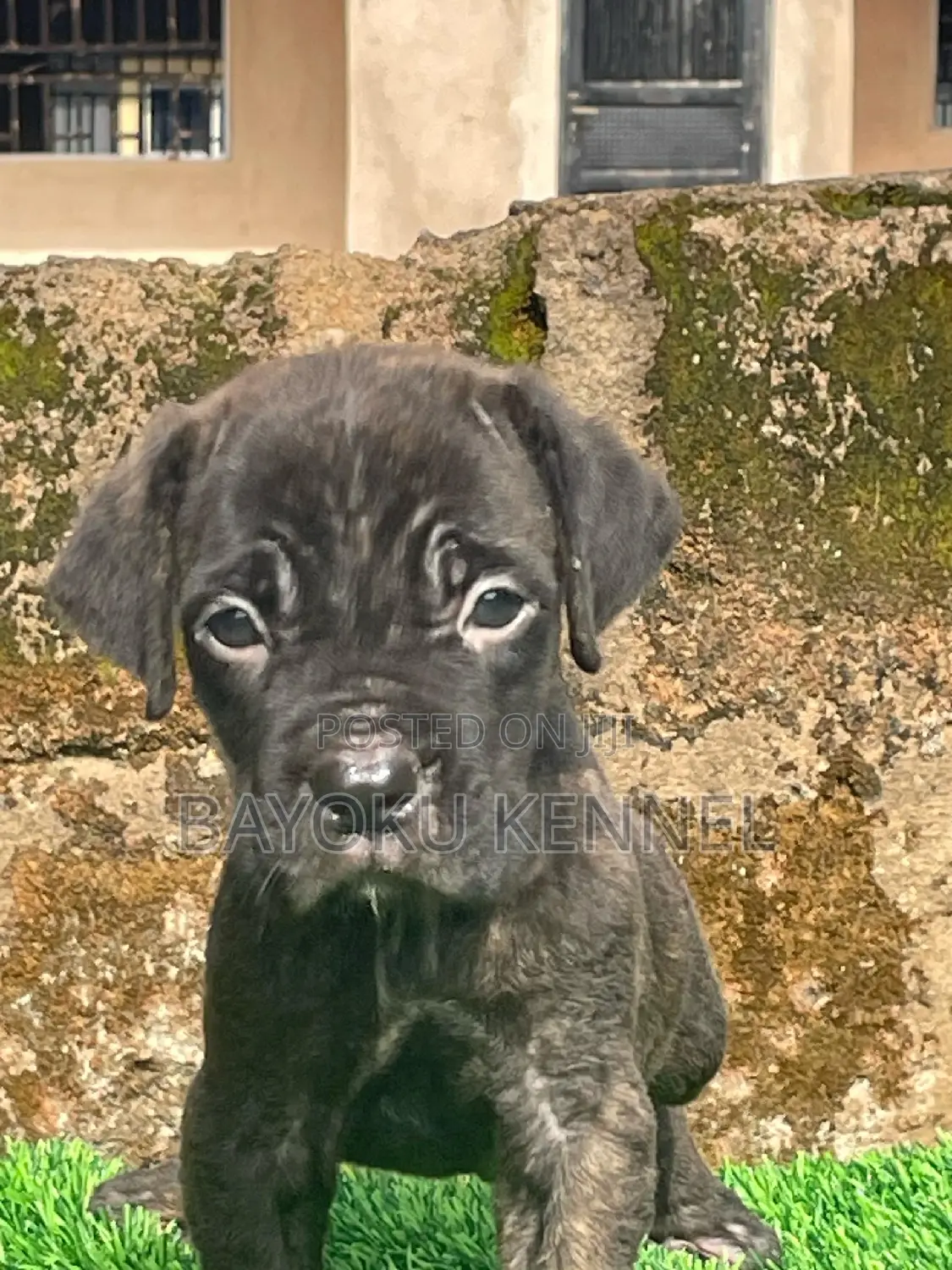 1-3 months Male Purebred Cane Corso