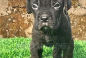 1-3 months Male Purebred Cane Corso