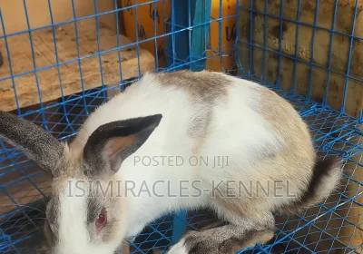 172301216_MTIwMC0xNjAwLTEzNGE4ZWEwNGI