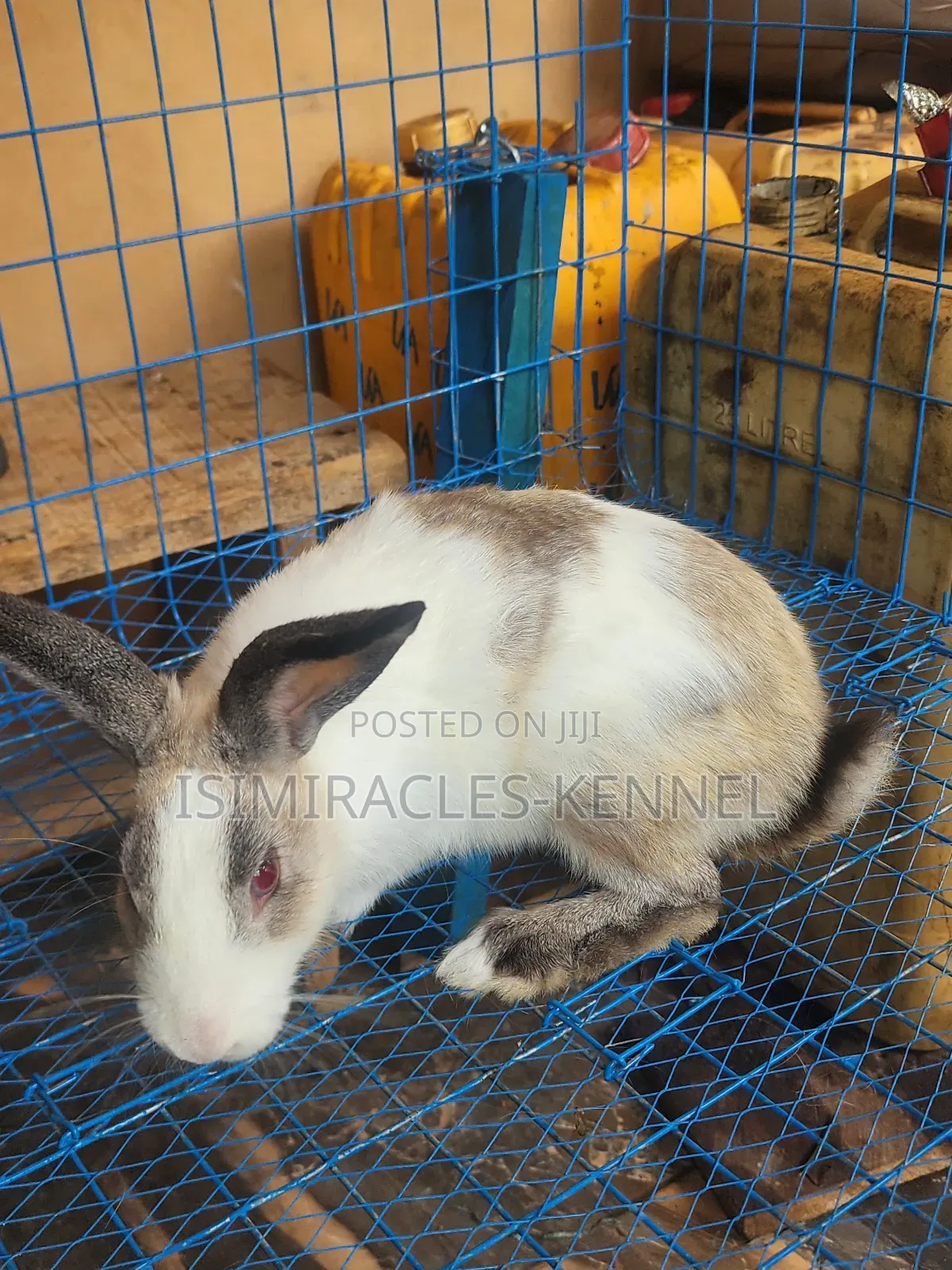 Rabbits for Sale
