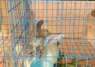 172301351_MTIwMC0xNjAwLTA5MzhkNGM5ZDg